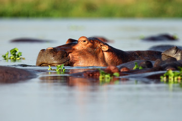 The common hippopotamus (Hippopotamus amphibius), or hippo lying in water. Portrait of a hippo...