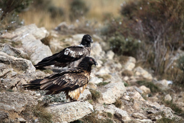 The bearded vulture (Gypaetus barbatus), also known as the lammergeier or ossifrage on the feeder. Subadult color scavenger on the rock in the background is the second one.