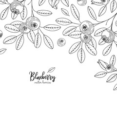 Hand drawn illustrations of blueberry isolated on white background. Detailed frame with blueberries. Engraving sketch vintage style. Applicable for menu, brochures, flyers