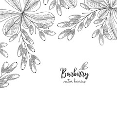 Hand drawn illustration of wild barberry isolated on white background. Berries engraved style illustration. Detailed frame with berries. Applicable for menu, flyer, label, poster, print, packaging