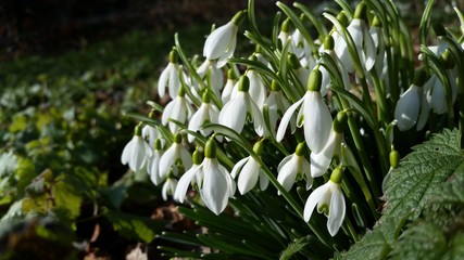 Schneeglöckchen