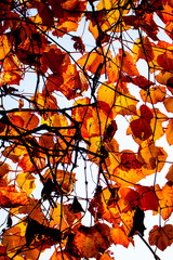 Autumnal ornament, bright and vibrant colorful leaves illuminated by sun, beautiful natural background