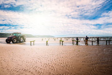 culture des moules de bouchot © Image'in