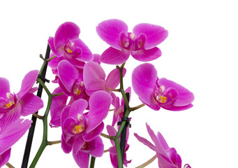 Fototapeta na wymiar Orchideen isoliert auf weiß mit Textfreiraum