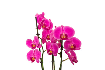 Fototapeta na wymiar Orchideen in Pink isoliert auf weiß mit Textfreiraum