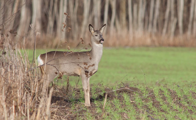 roe deer - 193705654