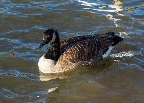 Canada Goose, water bird, swimming on water.