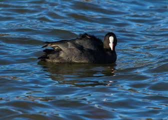 Coot, water bird, swimming in water.