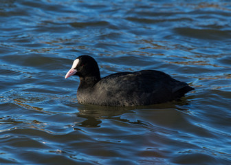 Coot, water bird, swimming in water.