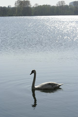 cygne1