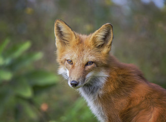 Naklejka na ściany i meble Portrait of a Red Fox