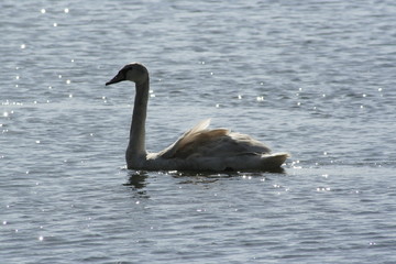 cigne3