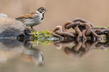 Reed Bunting - Rainham Marshes