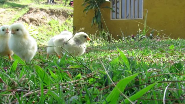 Pollitos corriendo