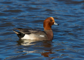 Wigeon, Duck, swimming.