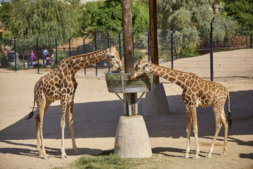 giraffes in a zoo