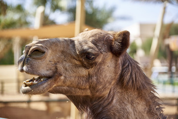Camel