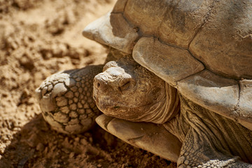 Turtle meditating