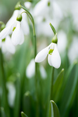 white snowdrop flowers in spring