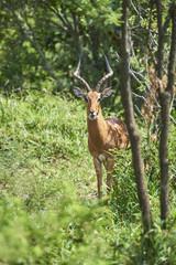 Impala in the wild