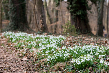 white snowdrop flowers in spring