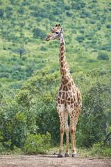 Giraffe at water hole