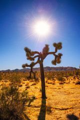 Obraz premium Joshua Tree photographed against the sun