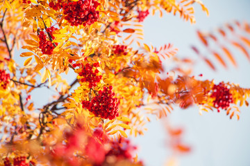 Red berries and vivid yellow autumn leaves on a rowan tree in october - obrazy, fototapety, plakaty