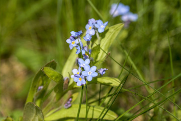 Forget-me