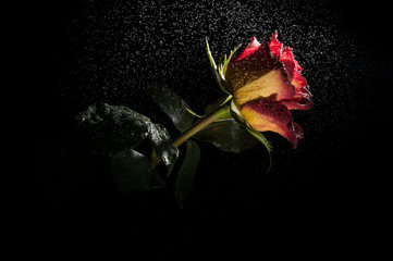 Wet yellow and red rose