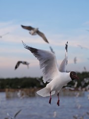 Seagulls in mangrove forest reserve bangpoo Thailand