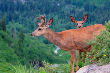 A close up shot of a female deer with her curious fawn in Glacier National Park, Montana.