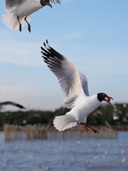 Seagulls in mangrove forest reserve bangpoo Thailand