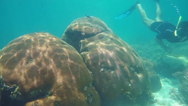 Man snorkeling underwater looks massive starlet coral on a reef of the Caribbean sea, 50fps
