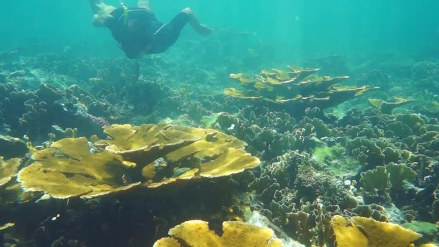 Underwater man snorkeling on a reef with elkhorn corals and fire corals in the Caribbean sea, Mexico, 50fps
