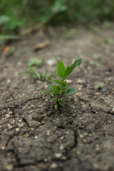 sprout in the ground