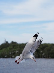 Seagulls in mangrove forest reserve bangpoo Thailand