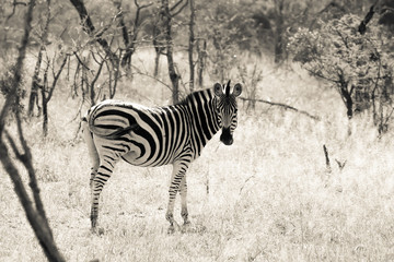 Fototapeta na wymiar Zébre safari Park Kruger