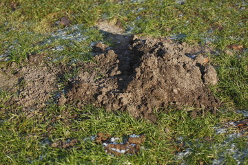 Maulwurfshügel auf einer Wiese