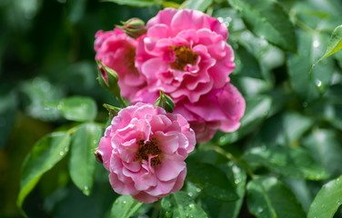  Pink flower on blurred green background