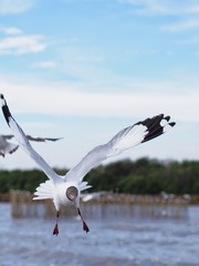 Seagulls in mangrove forest reserve bangpoo Thailand