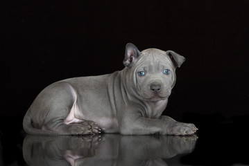 thai ridgeback puppy lying down on black