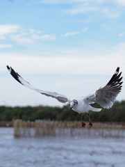 Seagulls in mangrove forest reserve bangpoo Thailand