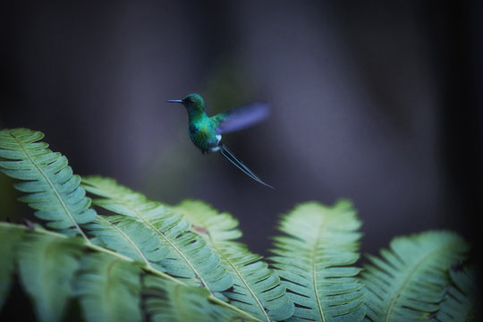 solated on dark green background, small hummingbird with long tail, Discosura conversii, Green thorntail, hovering in the air over bracken leaves.