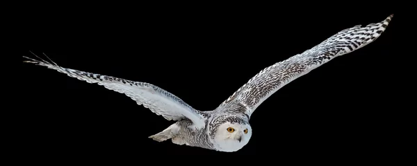 Acrylic prints Snowy owl Isolated on black background,  flying beautiful Snowy owl Bubo scandiacus. Magic white owl with black spots and bright yellow eyes flying with fully outstretched wings. Symbol of arctic wildlife.