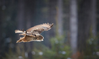 Panoramic photo of nocturnal bird of prey, Eagle owl, Bubo bubo, giant owl flying in winter european forest. Owl with bright orange eyes. Side view, winter forest with snow flakes. Czech highlands.