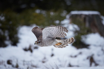 Isolated against abstract winter forest, typicaly flying  Northern goshawk, Accipiter gentilis. Female, very quickly flying  bird of prey in its native forest environment. Animal action scene.