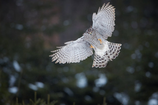 Isolated against abstract forest background, directly attacking bird of prey, Northern goshawk, Accipiter gentilis,female, raptor with outstretched wings and raised talons. Animal action scene.
