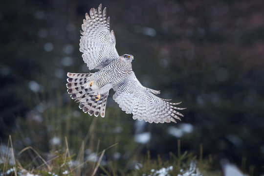 Isolated against abstract winter forest, directly flying bird of prey, Northern goshawk, Accipiter gentilis,female, raptor with outstretched wings and raised talons. Animal action scene.