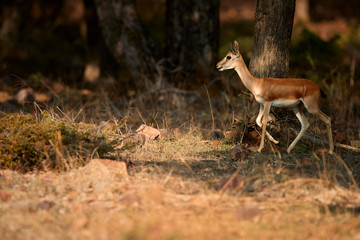 Chinkara, Gazella bennettii, also known as the Indian gazelle, native to Iran, Afganistan, Pakistan...